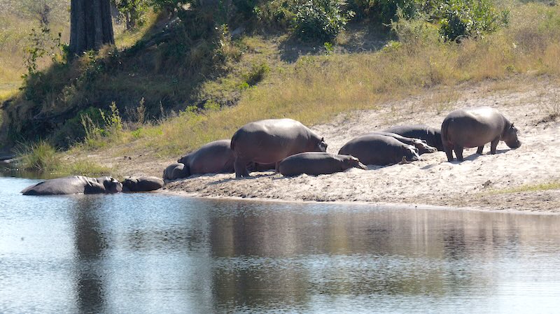 namibia-mudumu-hippos-am-ufer Hippos im Mudumu-Nationalpark.