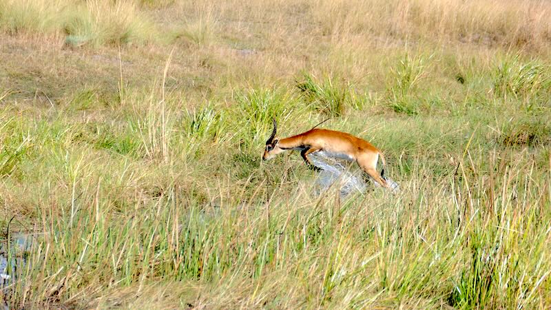 namibia-mudumu-lechwe-antilope-springt-im-hohen-gras Eine Antilope sprint im Mudumu-Nationalpark über einen Wassergraeben.