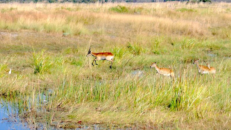 namibia-mudumu-lechwe-antilope-springt-ueber-wasser Eine Antilope sprint im Mudumu-Nationalpark über einen Wassergraeben.