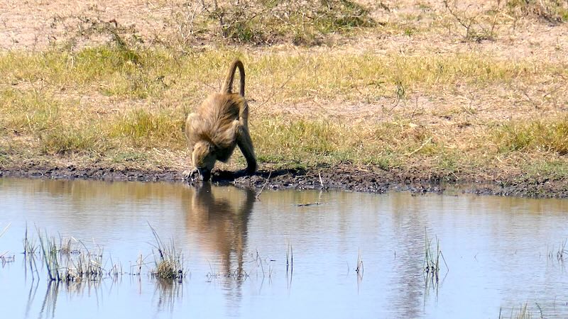namibia-mudumu-pavian-trinkt-aus-wasserloch Ein Pavian trinkt aus einem Wasserloch im Mudumu-Nationalpark.