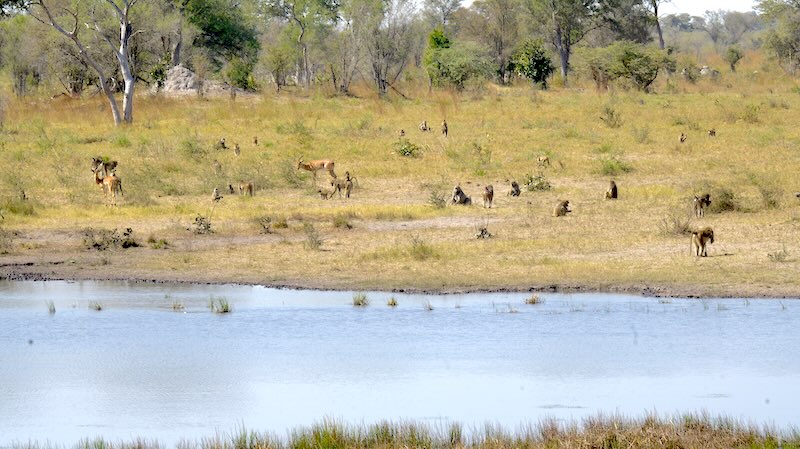 namibia-mudumu-viele-paviane-am-wasserloch Paviane und Zebras am Wasserloch im Mudumu-Nationalpark.