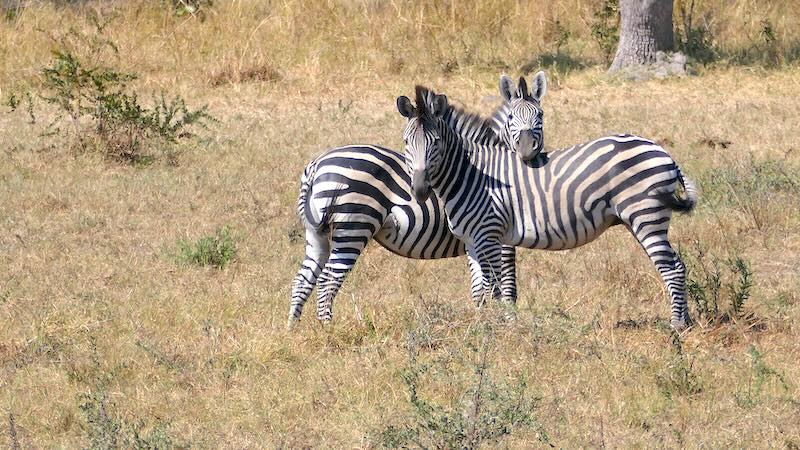 namibia-mudumu-zwei-zebras Zwei Zebras im Mudumu-Nationalpark.