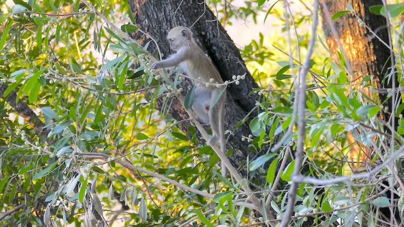 namibia-namushasha-meerkatze Eine Meerkatze im Baum an der Namushasha-Lodge.