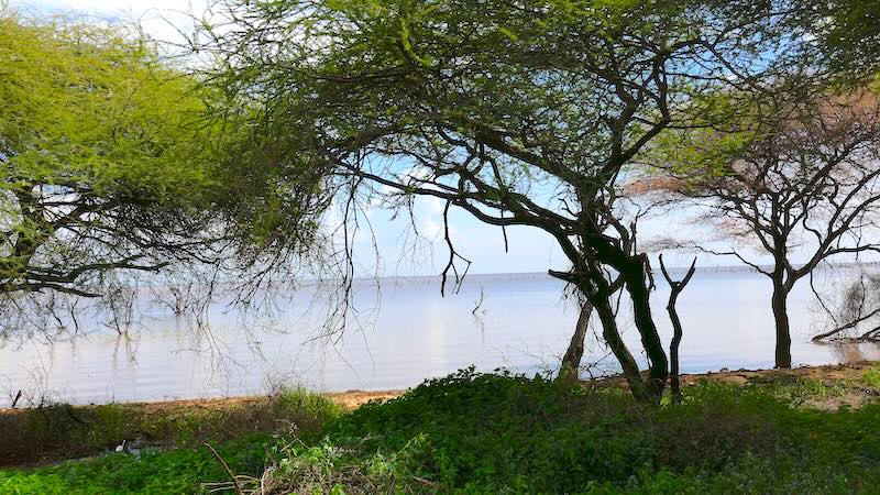 tansania-lake-manyara-blick-auf-den-see Blick durch Bäume auf den Lake Manyara.