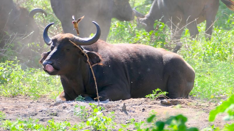 tansania-lake-manyara-bueffel-mit-fliegendem-madenhacker Eine Büffel mit einem fliegenden Madenhacker im Lake Manyara Nationalpark.