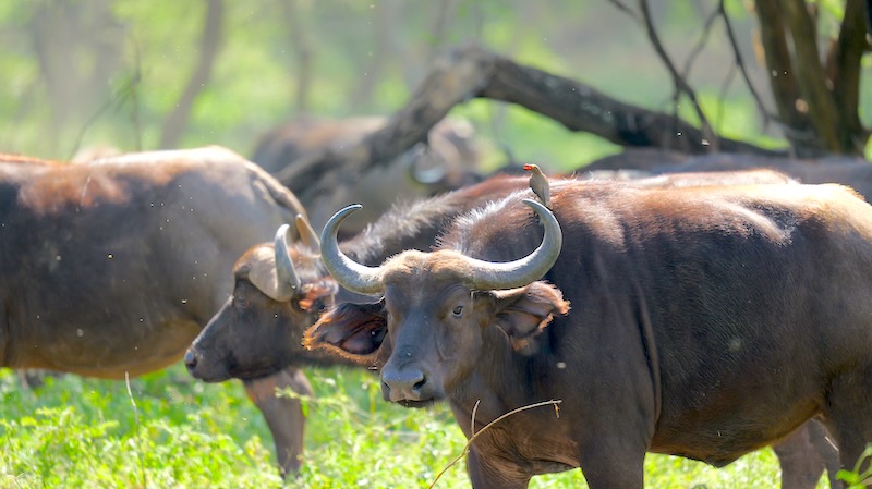 tansania-lake-manyara-bueffel-mit-madenhacker Eine Büffel mit einem auf ihm sitzenden Madenhacker im Lake Manyara Nationalpark.