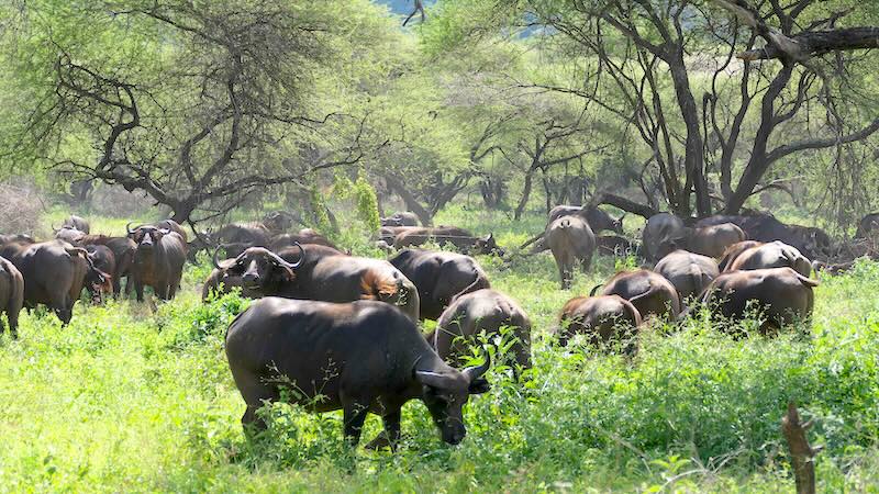 tansania-lake-manyara-bueffelherde Eine Büffelherde im Lake Manyara Nationalpark.