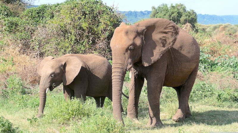 Eine Elefantendame mit Nachwuchs im Lake Manyara Nationalpark.
