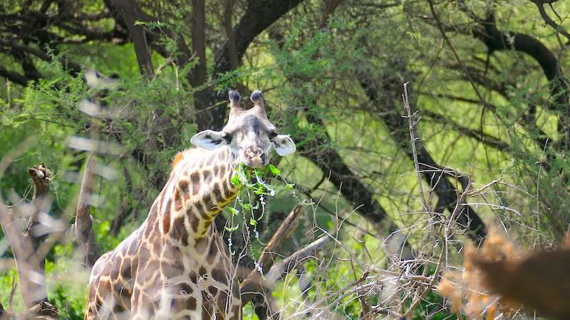 Eine Giraffe frisst im Lake Manyara Nationalpark von einem Akazienbaum.
