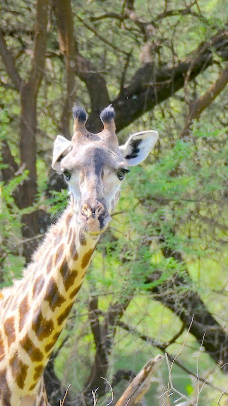 tansania-lake-manyara-giraffe-mit-umgeklapptem-ohr Eine Giraffe mit abgeknicktem Ohr im Lake Manyara Nationalpark.