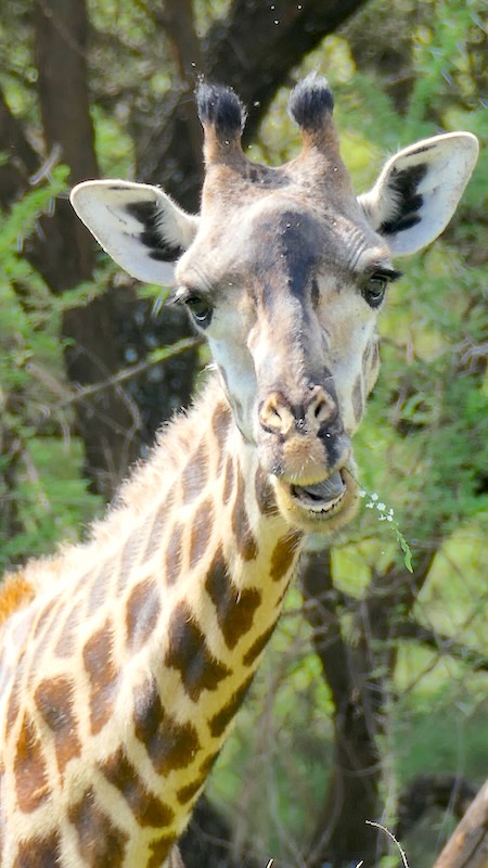 tansania-lake-manyara-giraffe-mit-zweig-im-maul
