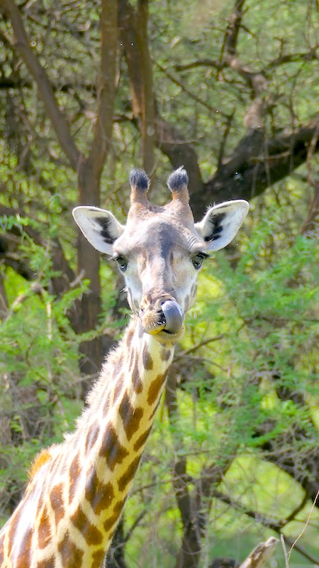 tansania-lake-manyara-giraffe-popelt Eine Giraffe popelt im Lake Manyara Nationalpark.
