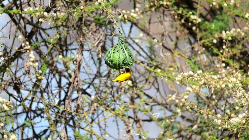 tansania-lake-manyara-maskenweber Ein Maskenweber im Lake Manyara Nationalpark.