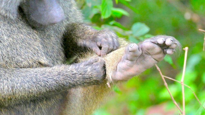 tansania-lake-manyara-pavian-haende-bei-der-fellpflege Nahaufnahme eines Pavian bei der Fellpflege im Lake Manyara Nationalpark.