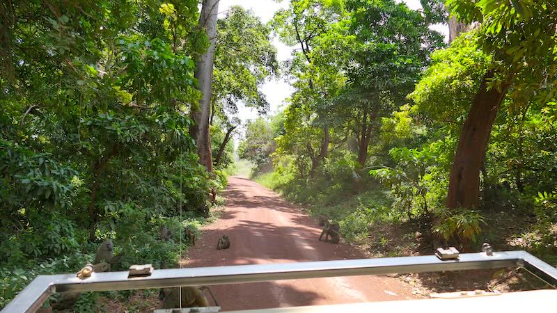 tansania-lake-manyara-paviane-auf-dem-weg Paviane blockieren im Lake Manyara Nationalpark den Weg.