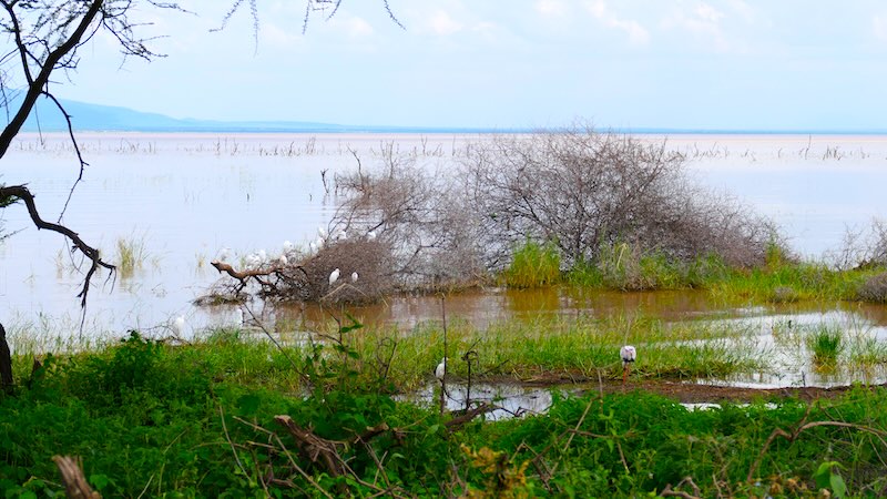 Reiher sitzen im Busch am Lake Manyara.