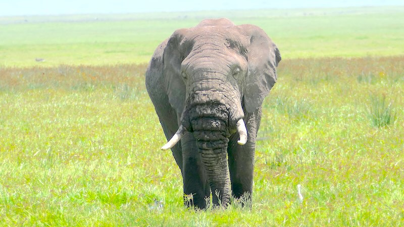 Ein alter Elefant im Ngorongoro Krater in Tansania.