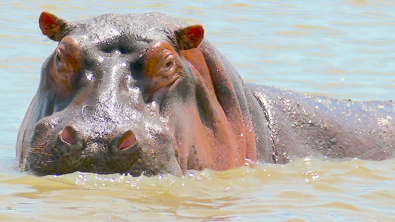 Ein Flusspferd blickt aus dem Wasser in die Kamera - festgehalten im Ngorongoro-Krater in Tansania.