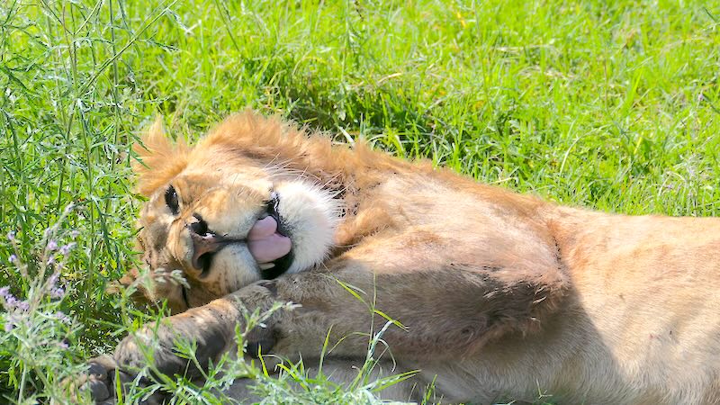 Ein Löwe leckt sich im Gras im Ngorongoro Krater die Tatze.