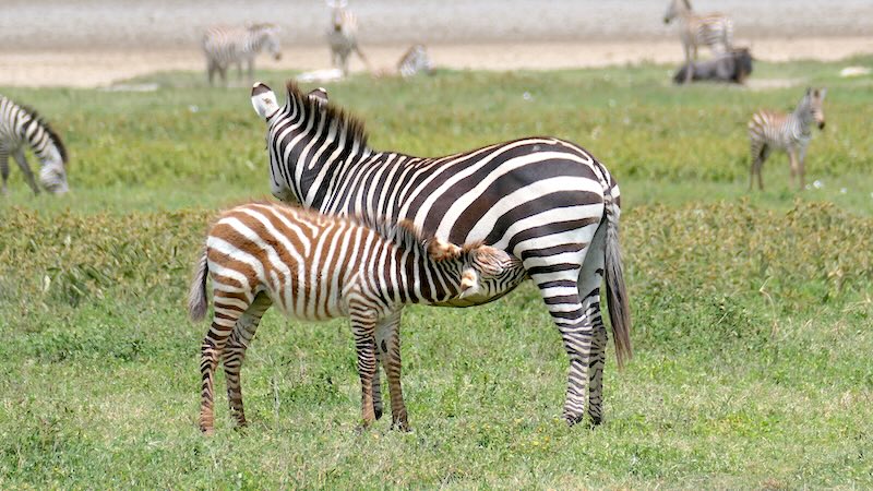 Ein Zebrafohlen trinkt bei seiner Mama im Ngorongoro Krater in Tansania.