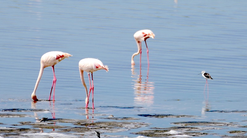 tansania-ndutu-flamingos-mit-dem-kopf-im-ndutu-lake Flamingos im Ndutu Lake in Tansania beim Fressen.