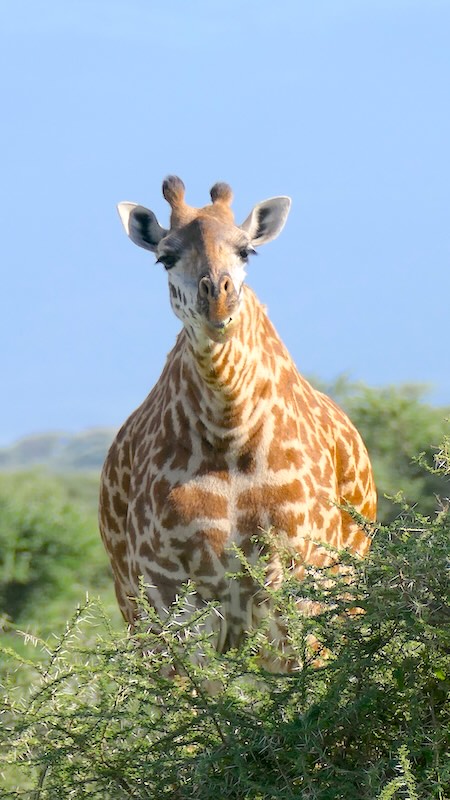 tansania-ndutu-giraffe-auf-augenhoehe Eine Giraffe blickt in die Kamera in der Ndutu-Region in Tansania.