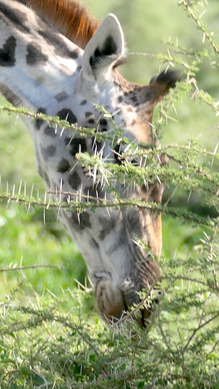 tansania-ndutu-giraffe-beim-fressen Eine Giraffe beim Fressen in der Ndutu-Region in Tansania.