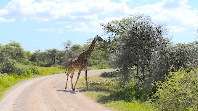 tansania-ndutu-giraffe-frisst-am-strassenrand Eine Giraffe beim Fressen in der Ndutu-Region in Tansania.