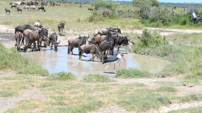 tansania-ndutu-gnus-und-ein-marabu-am-wasserloch Gnus an einem Wasserloch in der Ndutu-Region in Tansania.