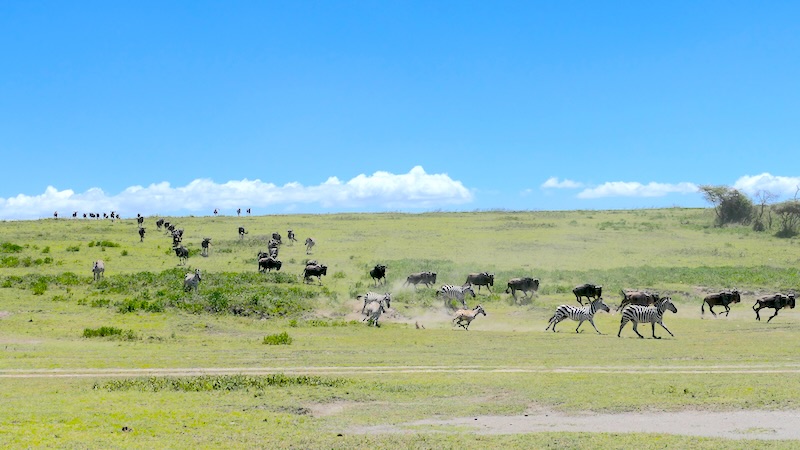 Gnus und Zebras rennen einen Hügel in der Ndutu Region herunter.