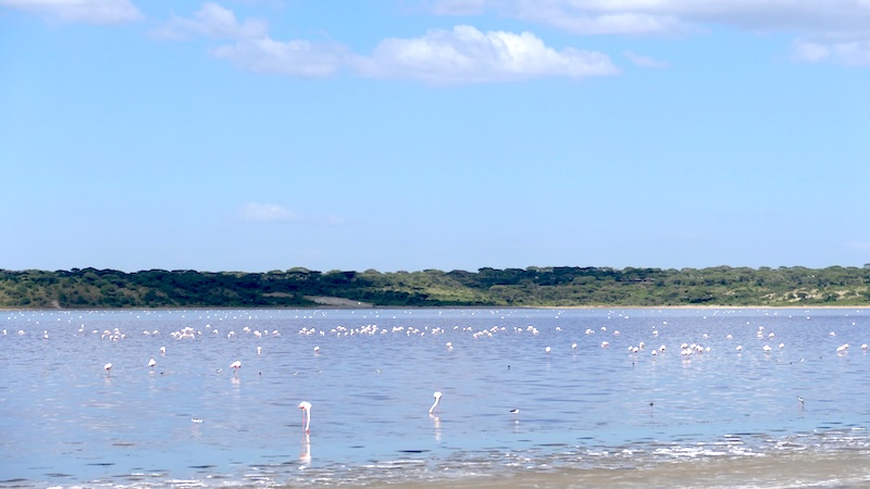 tansania-ndutu-hunderte-flamingos-im-ndutu-lake Hunderte Flamingos im Ndutu Lake in Tansania.