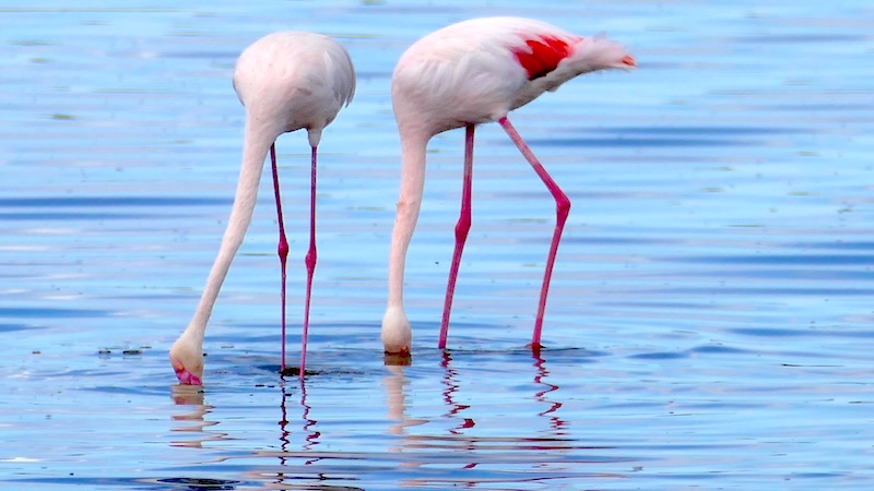 tansania-ndutu-nahaufnahme-von-zwei-flamingos-beim-fressen-im-ndutu-lake Flamingos im Ndutu Lake in Tansania beim Fressen.