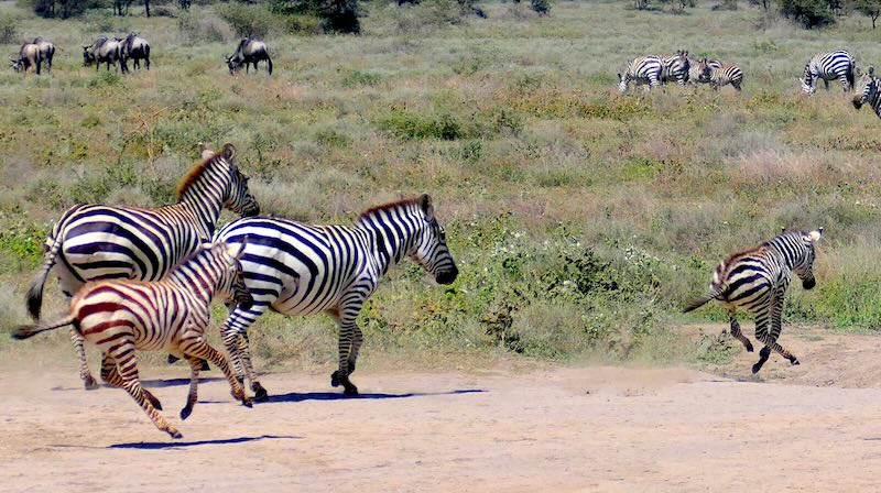 Zebras rennen während der Großen Migration durch die Savanne der Ndutu Region in Tansania.