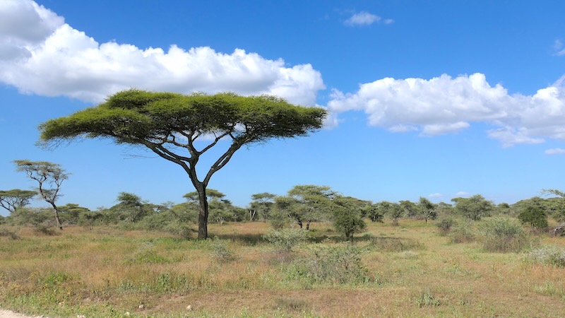 tansania-ndutu-schirmakazie Schirmakazie vor blauem Himmel und ein paar Wolken in Tansania.