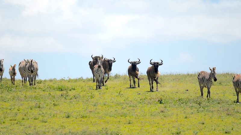 tansania-ndutu-zebras-und-gnus-stuermen-den-huegel-herunter Zebras und Gnus stürmen einen Hügel auf dem Weg zum Wasser herunter.